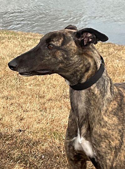 Doris (aka Bentley Arna), a Adoptable Greyhound in Dallas, TX image 2/3