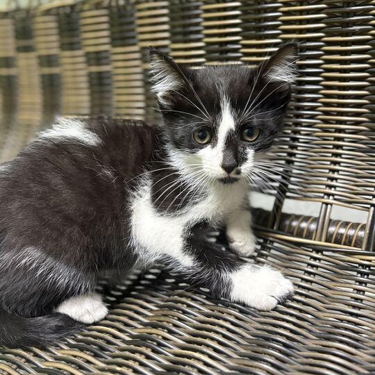 Bang, an adopted Domestic Short Hair in Jackson, MI image 1/4