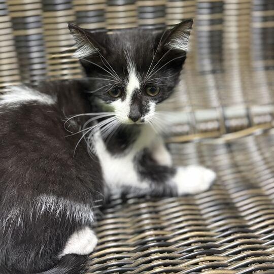 Bang, an adopted Domestic Short Hair in Jackson, MI image 4/4