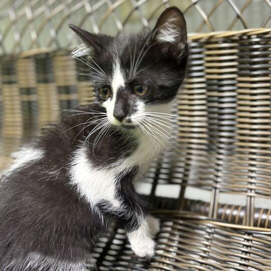 Bang, an adopted Domestic Short Hair in Jackson, MI image 3/4