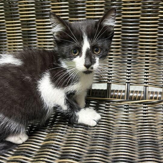 Bang, an adopted Domestic Short Hair in Jackson, MI image 2/4