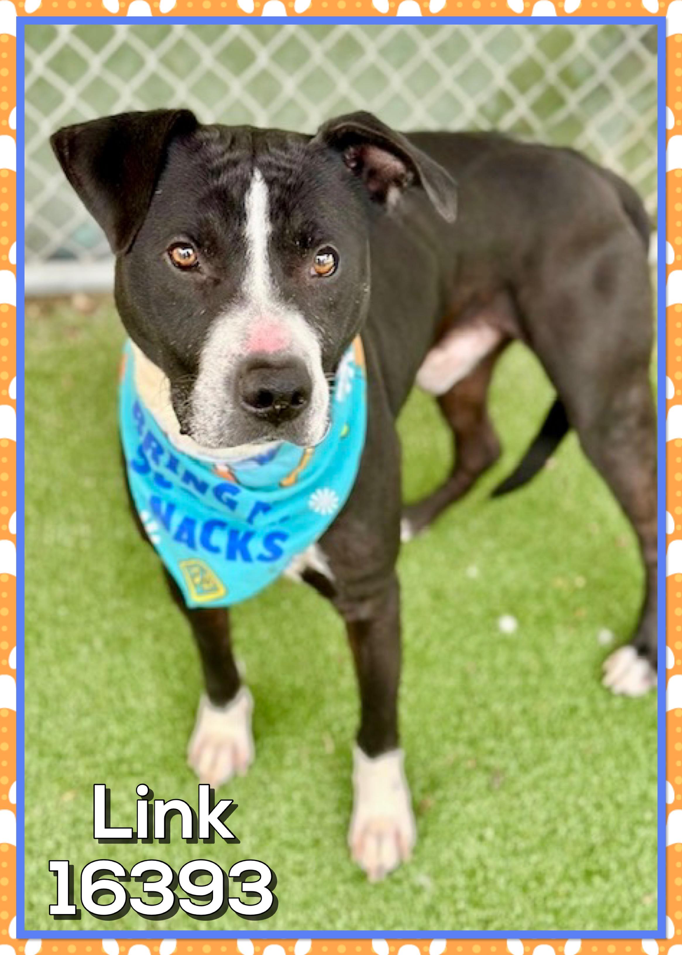 Enlarge LINK, a ADOPTABLE mixed breed in Marietta, GA image 3/5