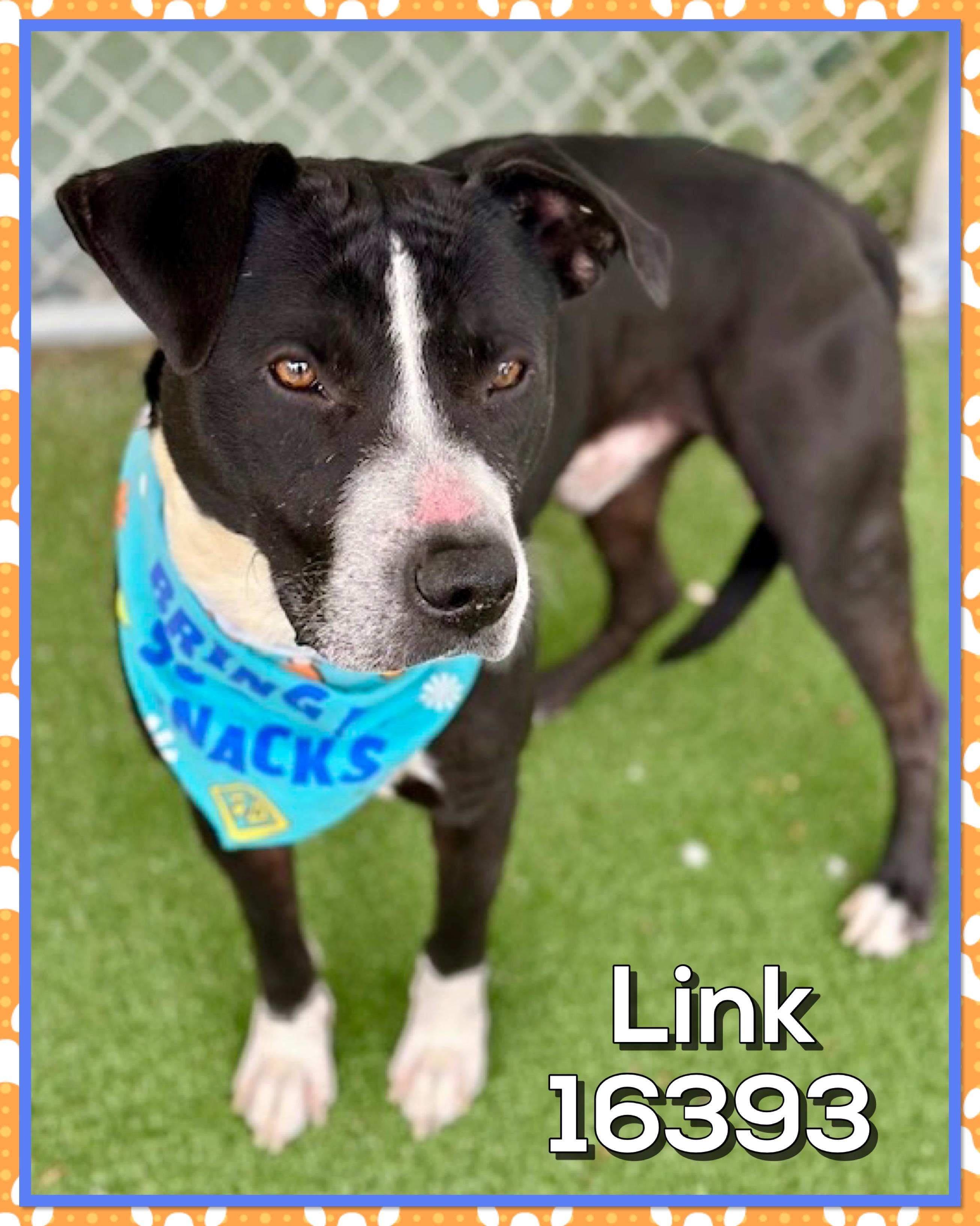 Enlarge LINK, a ADOPTABLE mixed breed in Marietta, GA image 4/5