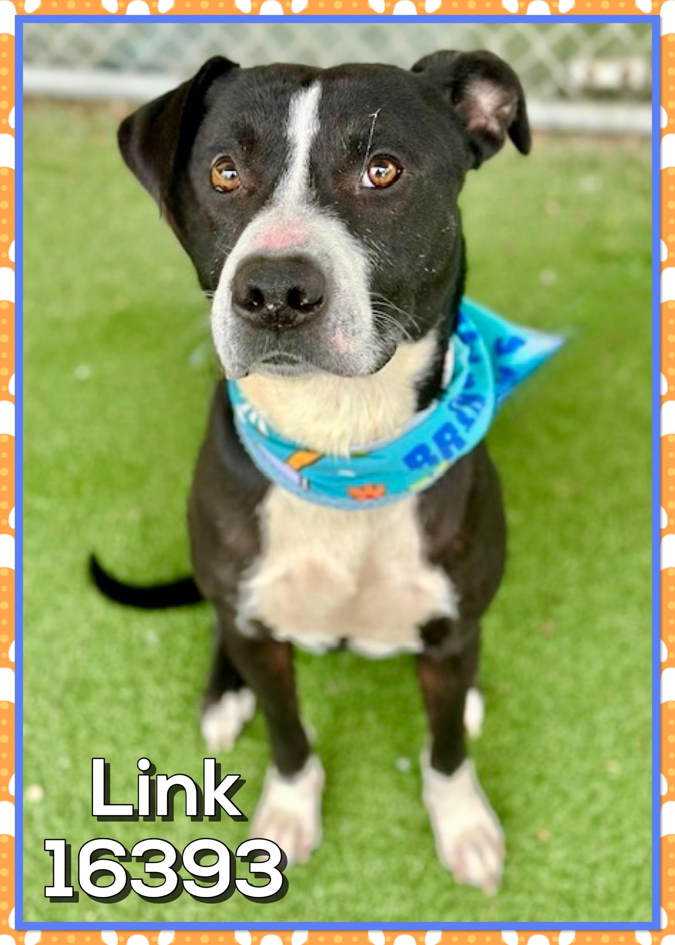 Enlarge LINK, a ADOPTABLE mixed breed in Marietta, GA image 5/5