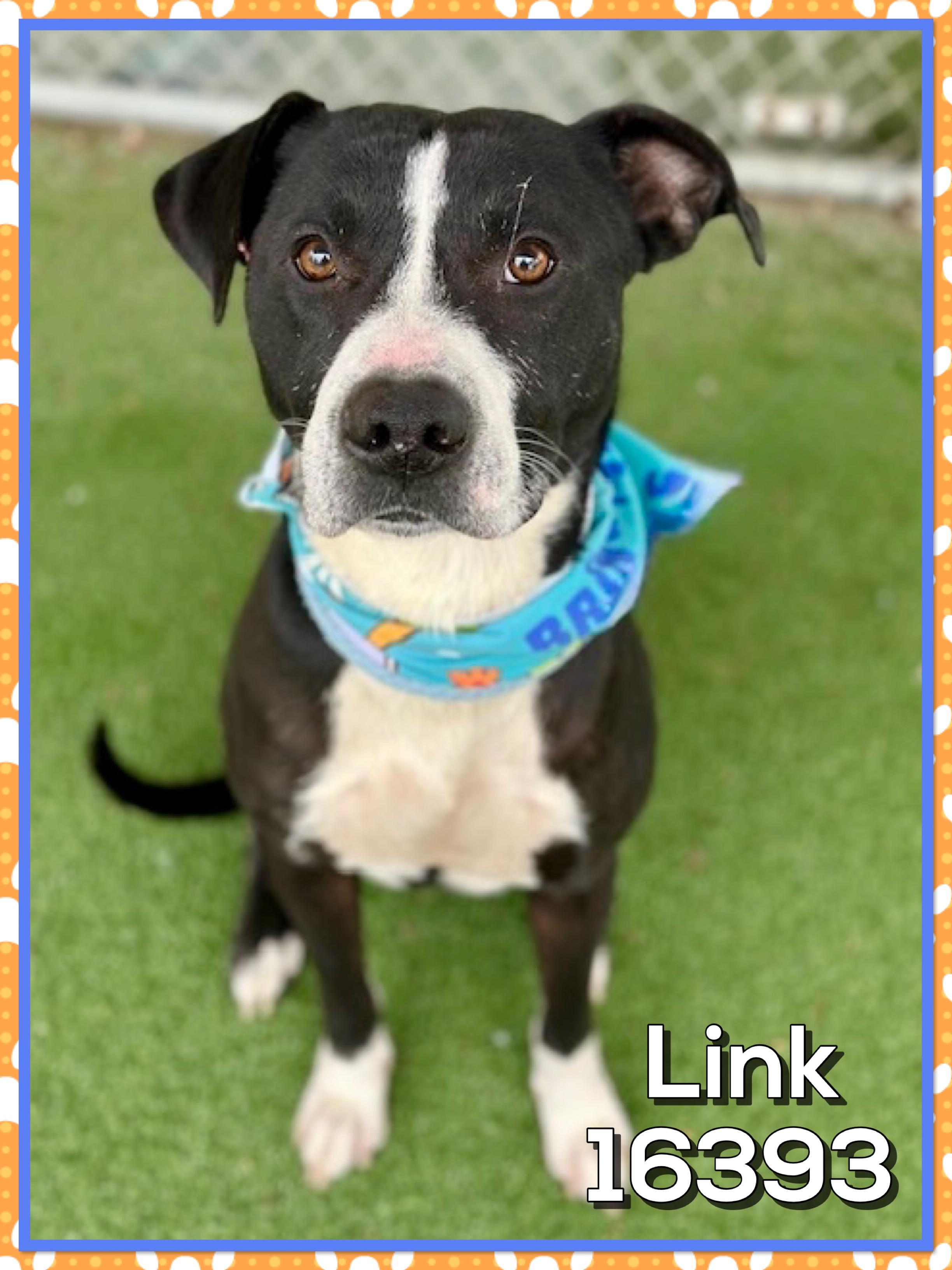 Enlarge LINK, a ADOPTABLE mixed breed in Marietta, GA image 1/5