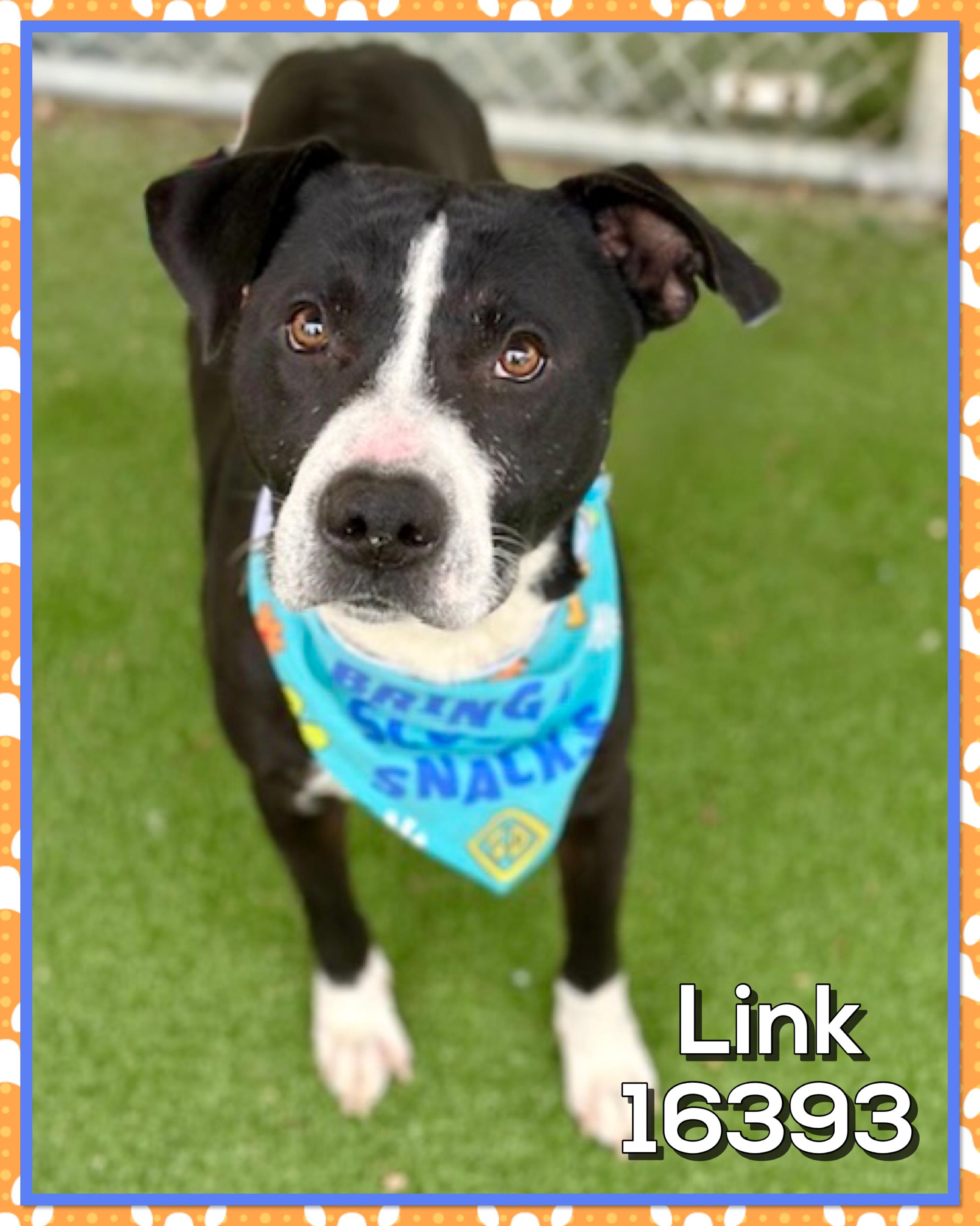 Enlarge LINK, a ADOPTABLE mixed breed in Marietta, GA image 2/5