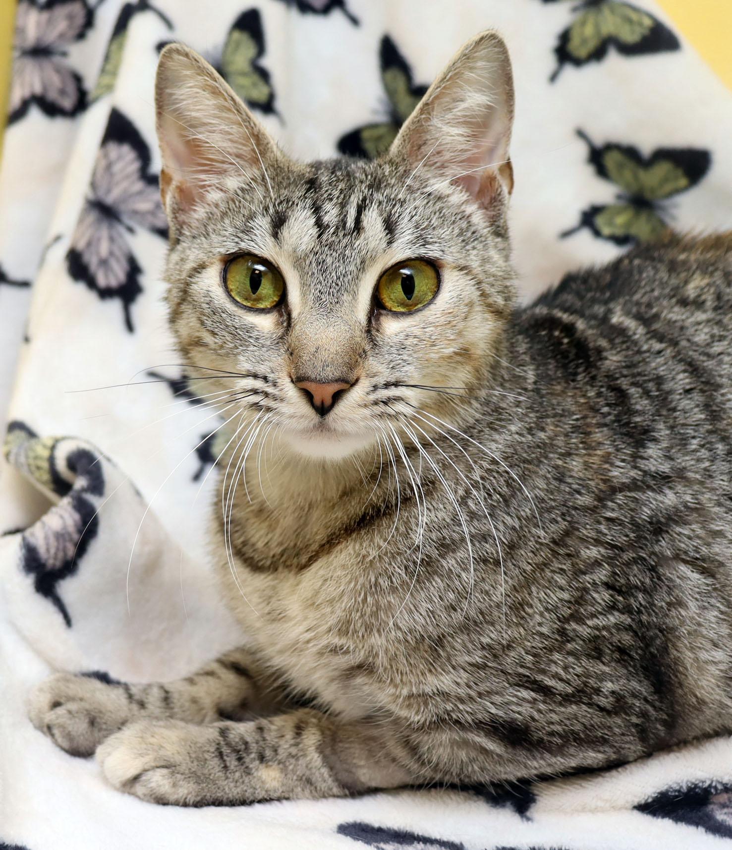 Fetta, ADOPTABLE, Young Female Domestic Short Hair.