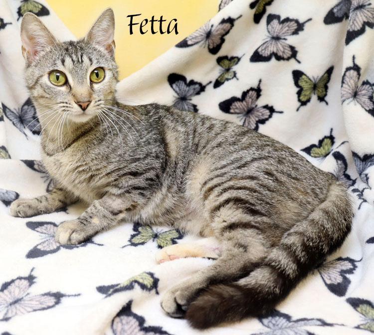 Enlarge Fetta, a ADOPTABLE Domestic Short Hair in Tierra Verde, FL image 3/3