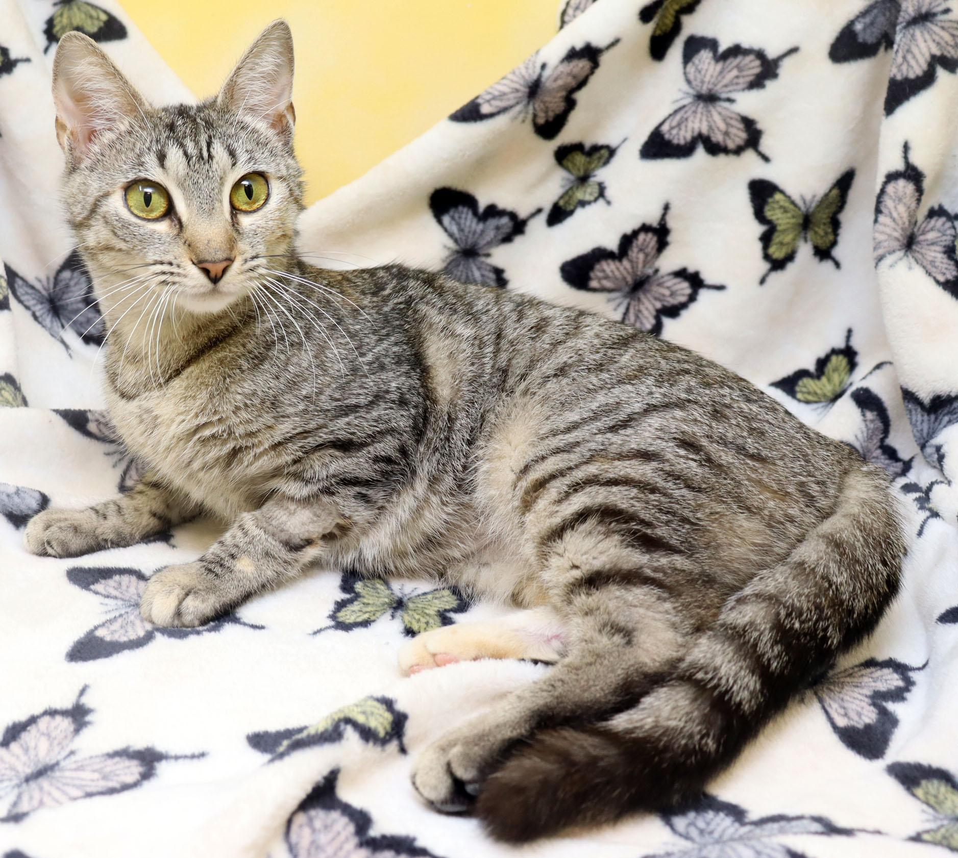 Enlarge Fetta, a ADOPTABLE Domestic Short Hair in Tierra Verde, FL image 2/3