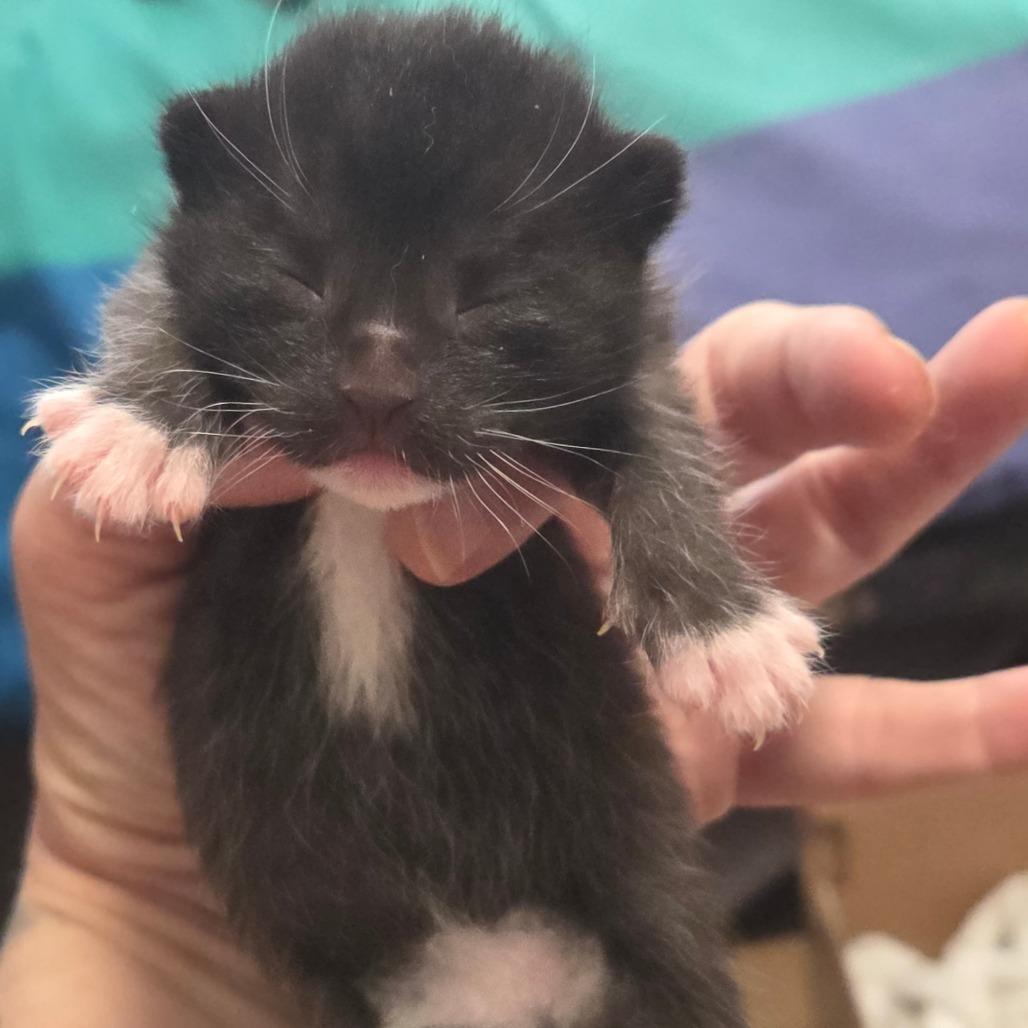 Jager, Adoptable, Kitten Male Domestic Short Hair.