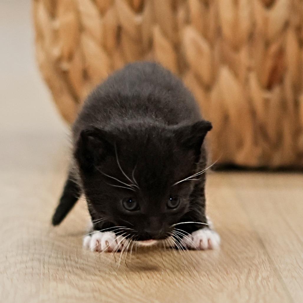 Jager, a Adoptable Domestic Short Hair in Calgary, AB image 2/6
