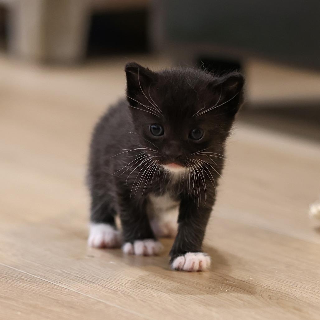 Jager, a Adoptable Domestic Short Hair in Calgary, AB image 3/6