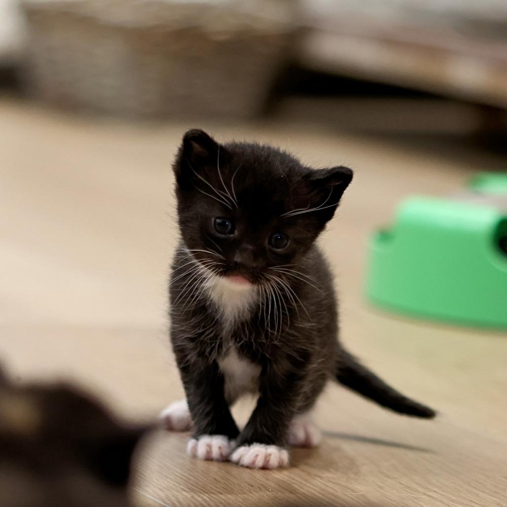 Jager, a Adoptable Domestic Short Hair in Calgary, AB image 4/6