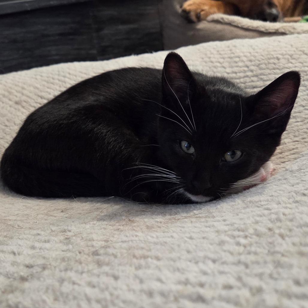 Jager, a Adoptable Domestic Short Hair in Calgary, AB image 5/6