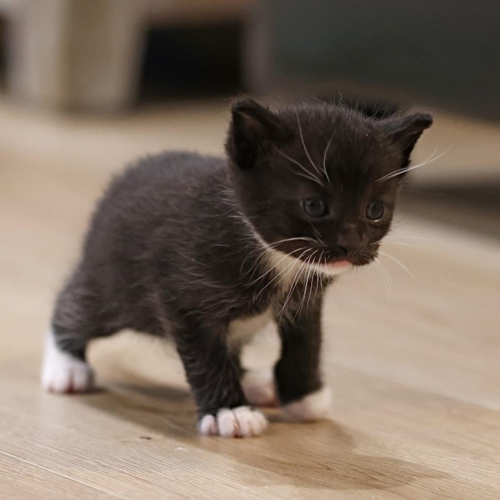 Jager, a Adoptable Domestic Short Hair in Calgary, AB image 6/6