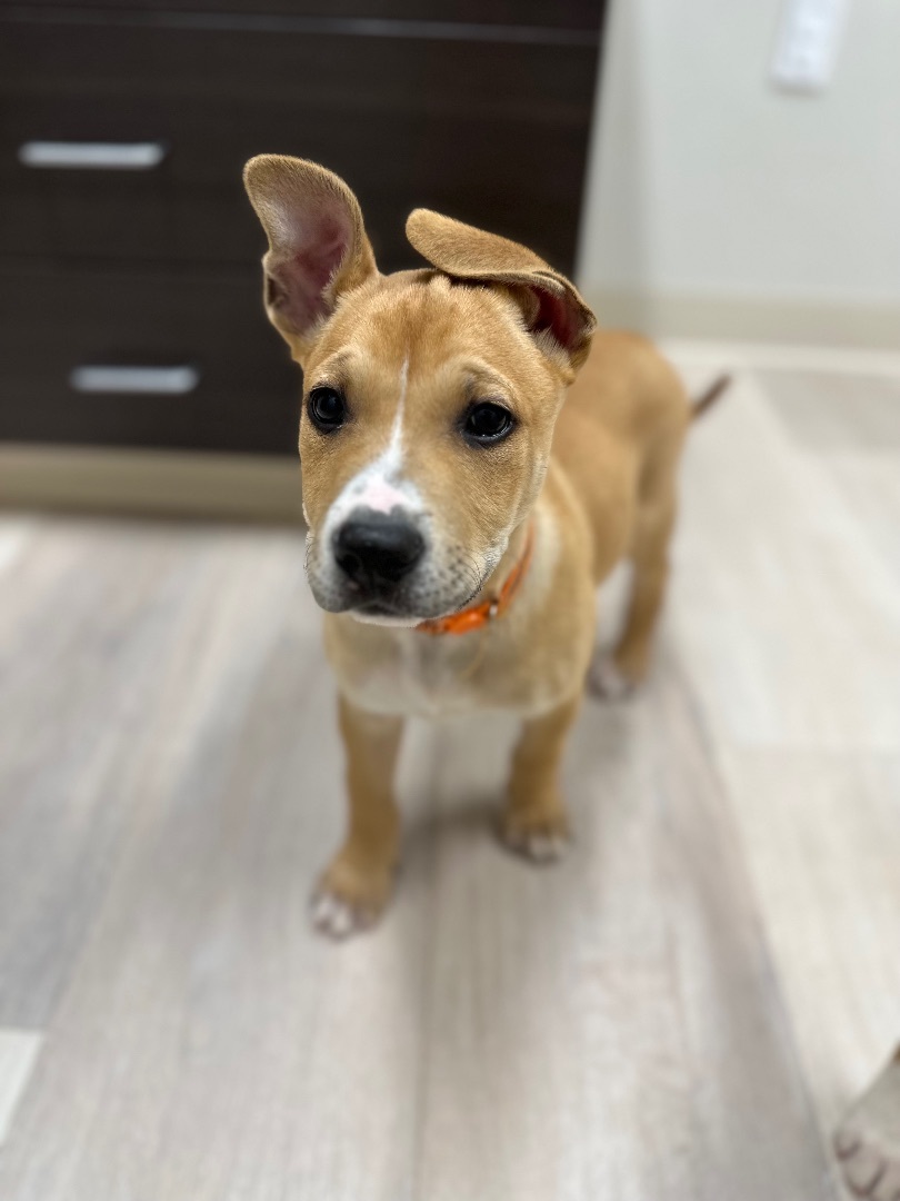 Hawkeye , Adopted, Puppy Male Terrier.