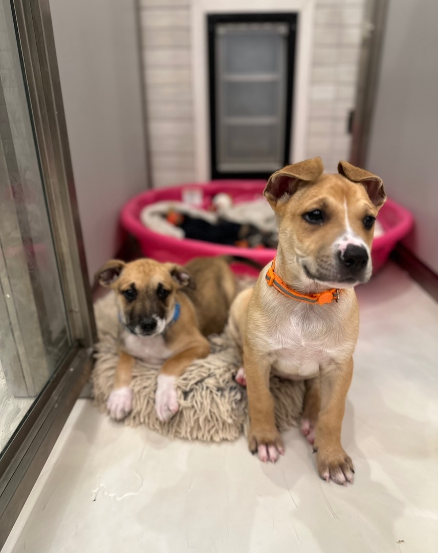 Enlarge Hawkeye , a Adopted Terrier in College Grove, TN image 2/2