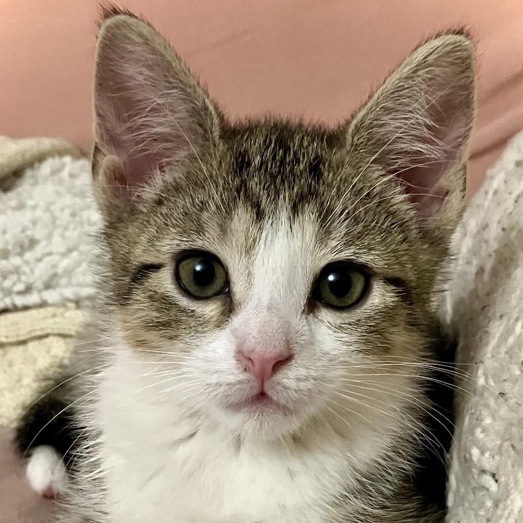 Isabeau — thumbnail 3