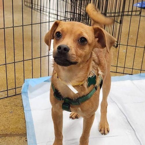 Malcom, a Adoptable mixed breed in Eugene, OR image 2/3