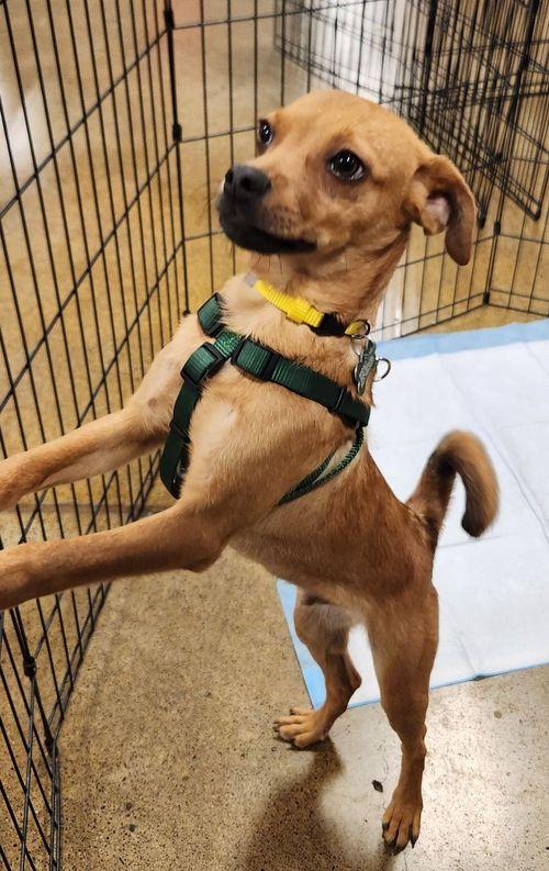 Malcom, a Adoptable mixed breed in Eugene, OR image 3/3