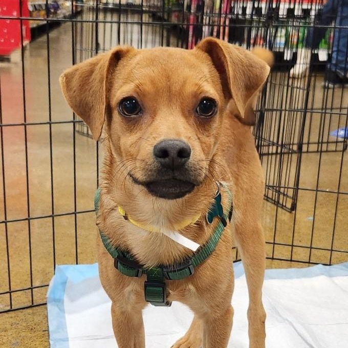 Malcom, a Adoptable mixed breed in Eugene, OR image 1/3