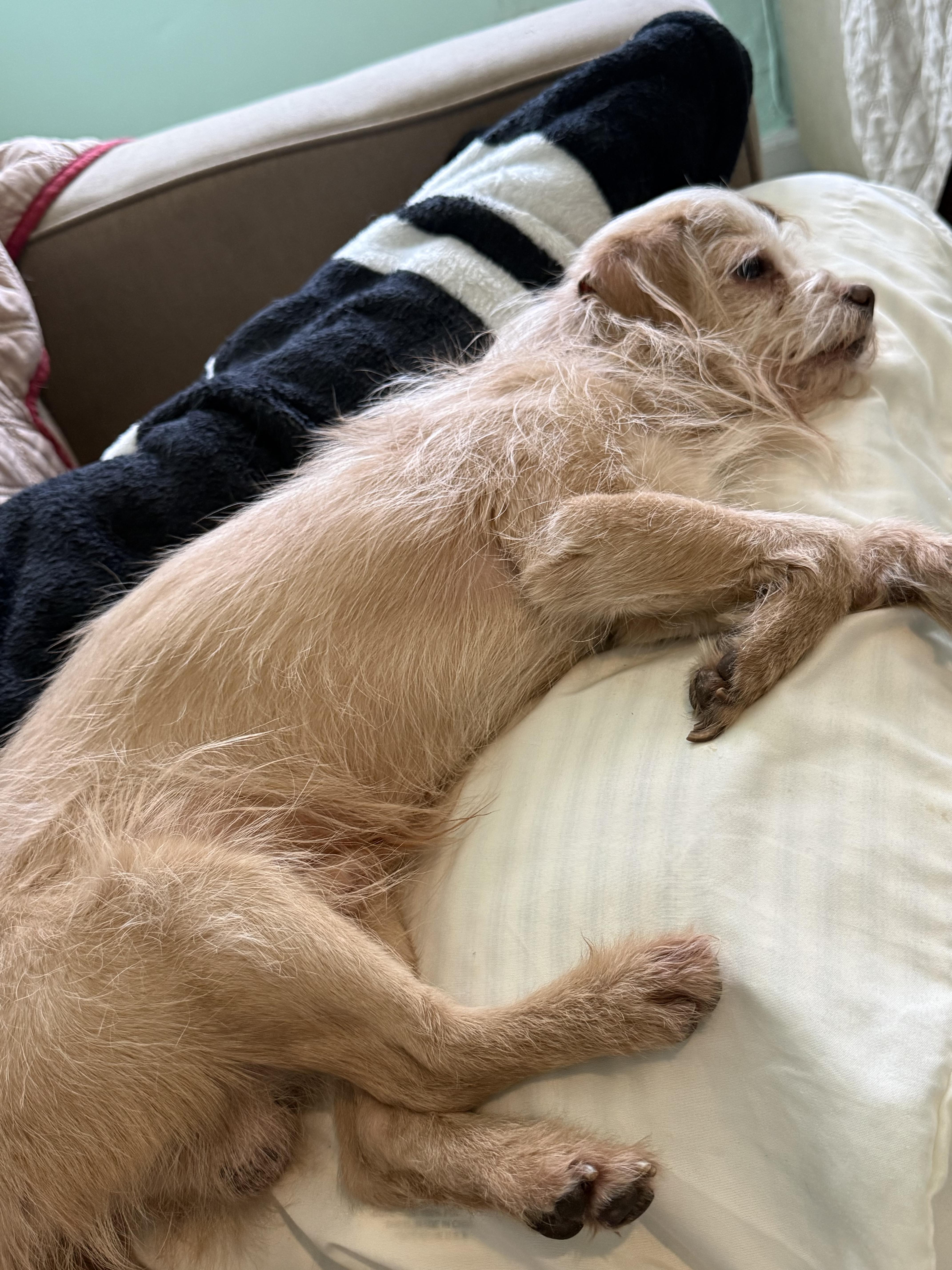 Enlarge Saint Nick, an adopted mixed breed in Brooklyn, NY image 2/4