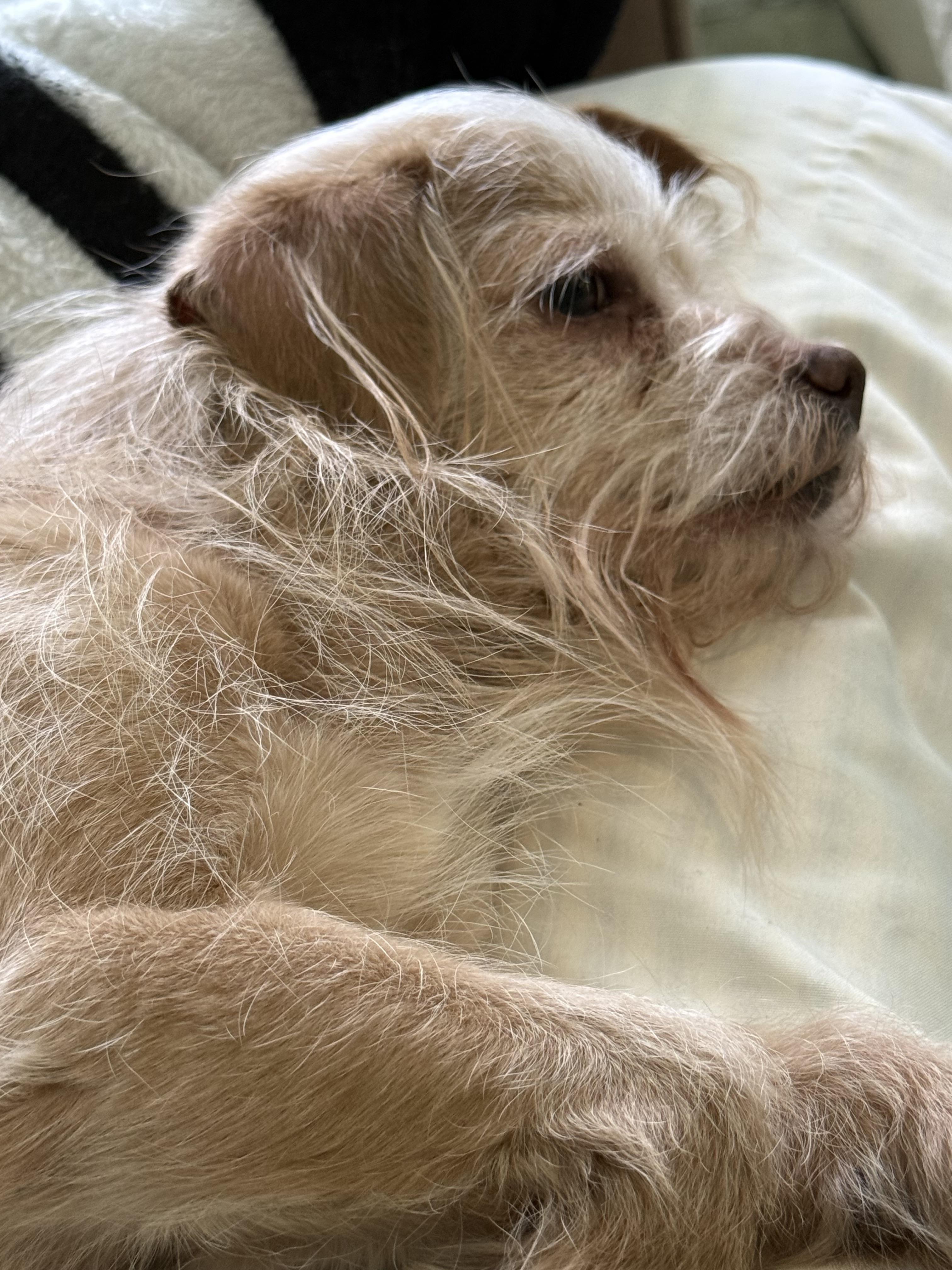 Enlarge Saint Nick, an adopted mixed breed in Brooklyn, NY image 3/4