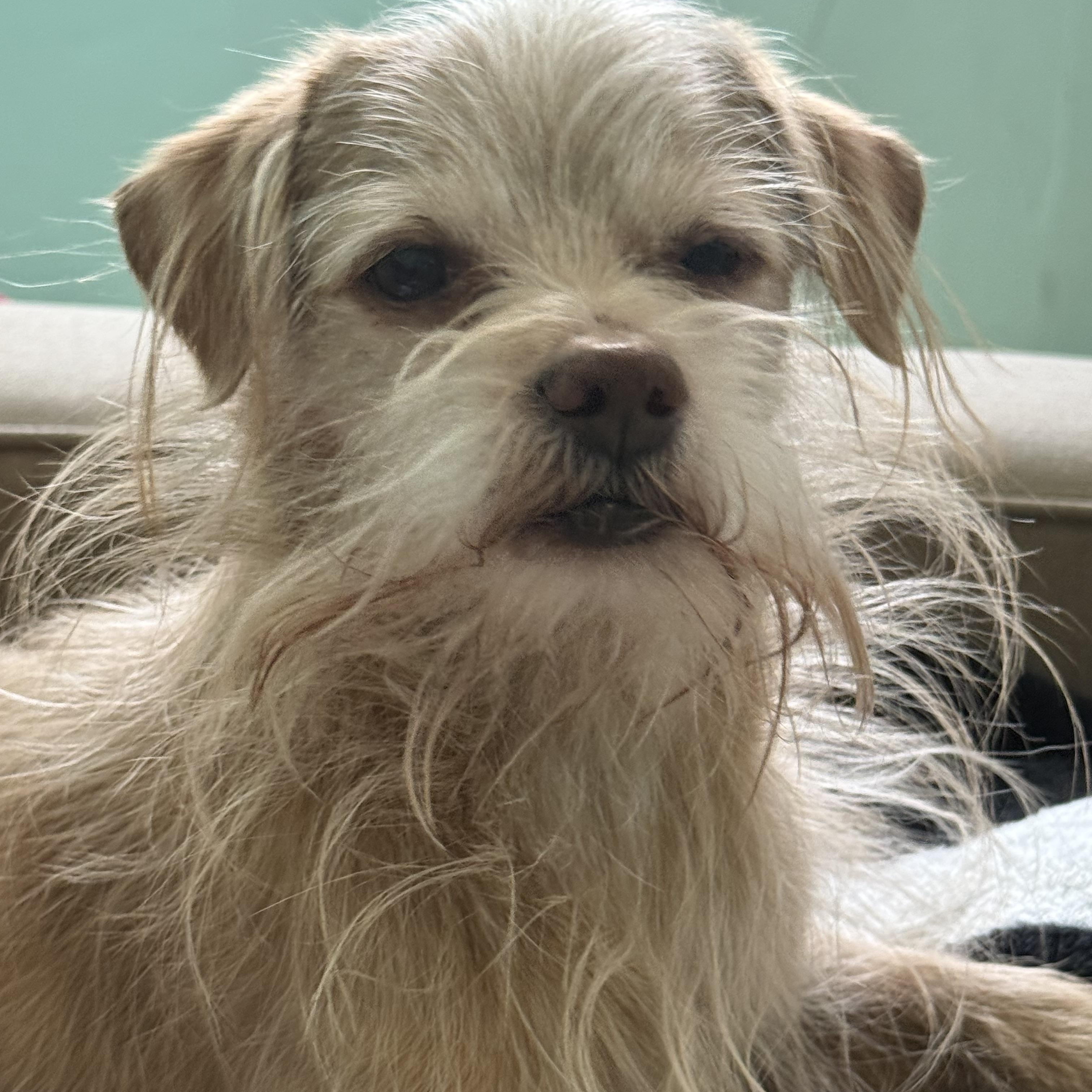 Enlarge Saint Nick, an adopted mixed breed in Brooklyn, NY image 4/4