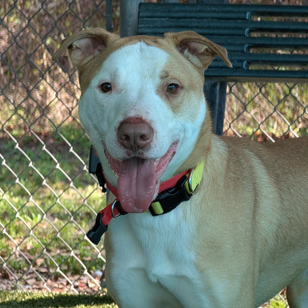 Legend, Adoptable, Adult Male Mixed Breed.