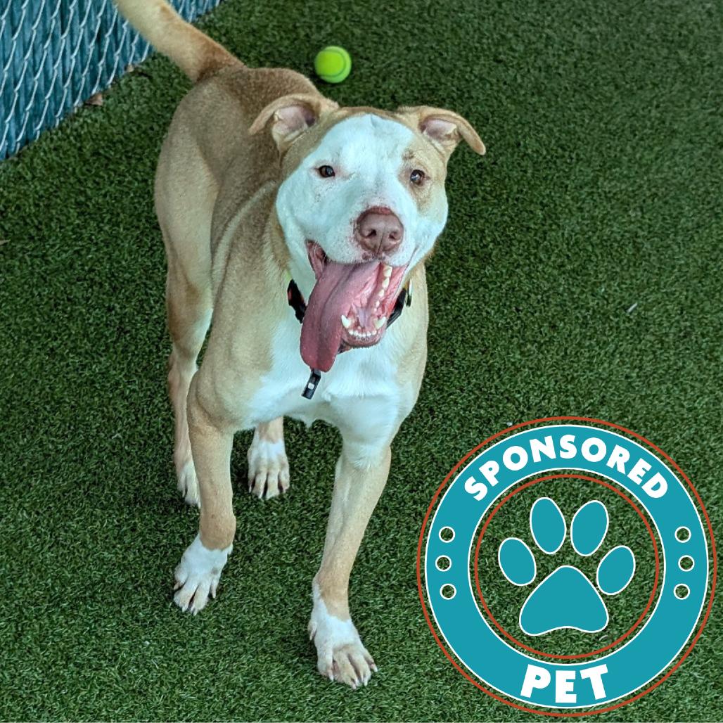 Enlarge Legend, a Adoptable Mixed Breed in Lakeland, FL image 2/6