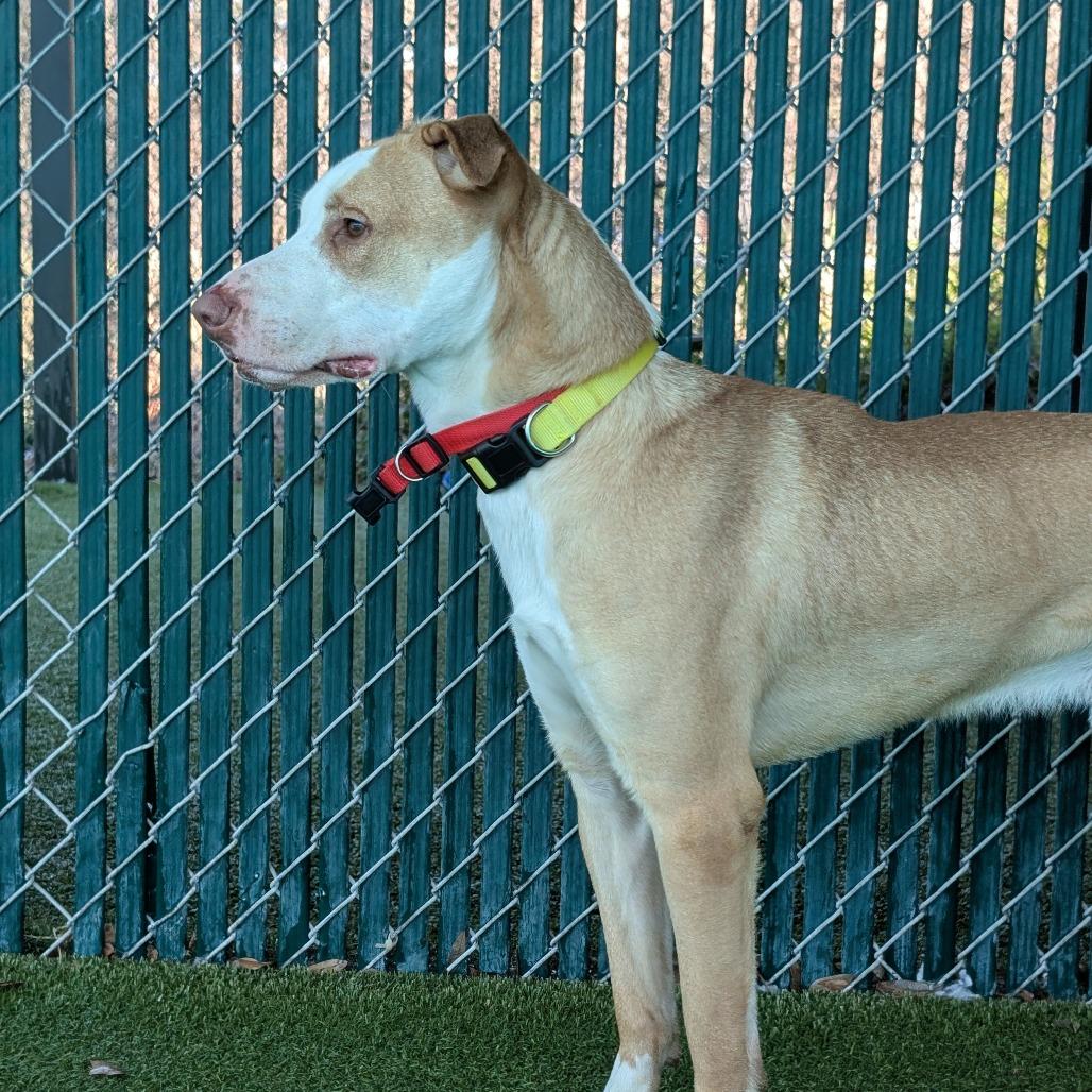 Enlarge Legend, a Adoptable Mixed Breed in Lakeland, FL image 3/6