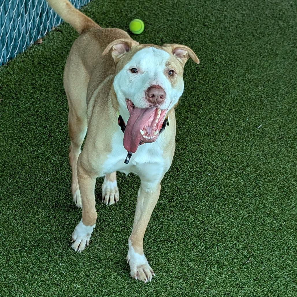 Enlarge Legend, a Adoptable Mixed Breed in Lakeland, FL image 4/6