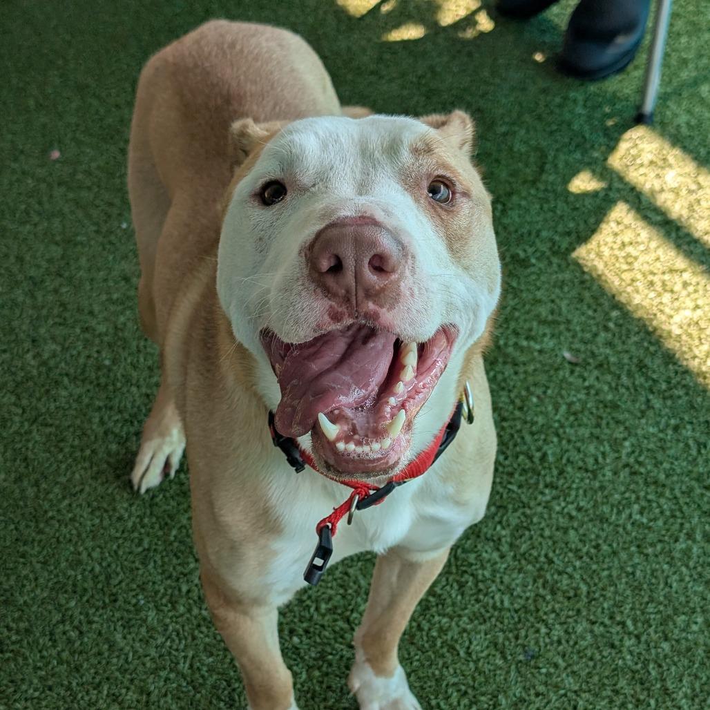 Enlarge Legend, a Adoptable Mixed Breed in Lakeland, FL image 5/6