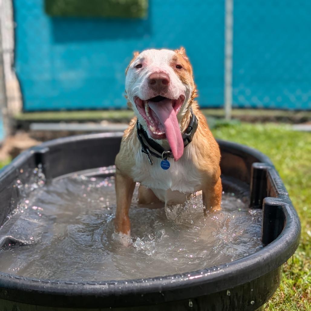 Enlarge Legend, a Adoptable Mixed Breed in Lakeland, FL image 6/6
