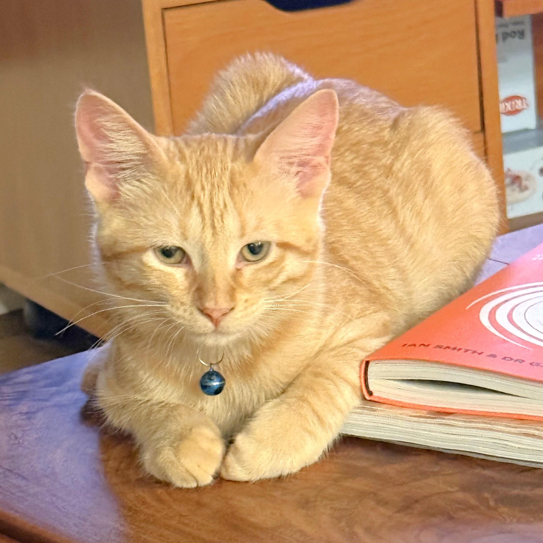 Winky, ADOPTABLE, Kitten Female Tabby & Domestic Short Hair.