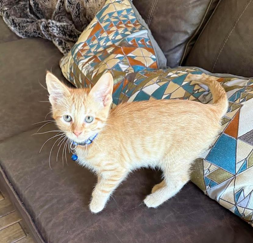 Winky, a ADOPTABLE mixed breed in Lombard, IL image 5/6