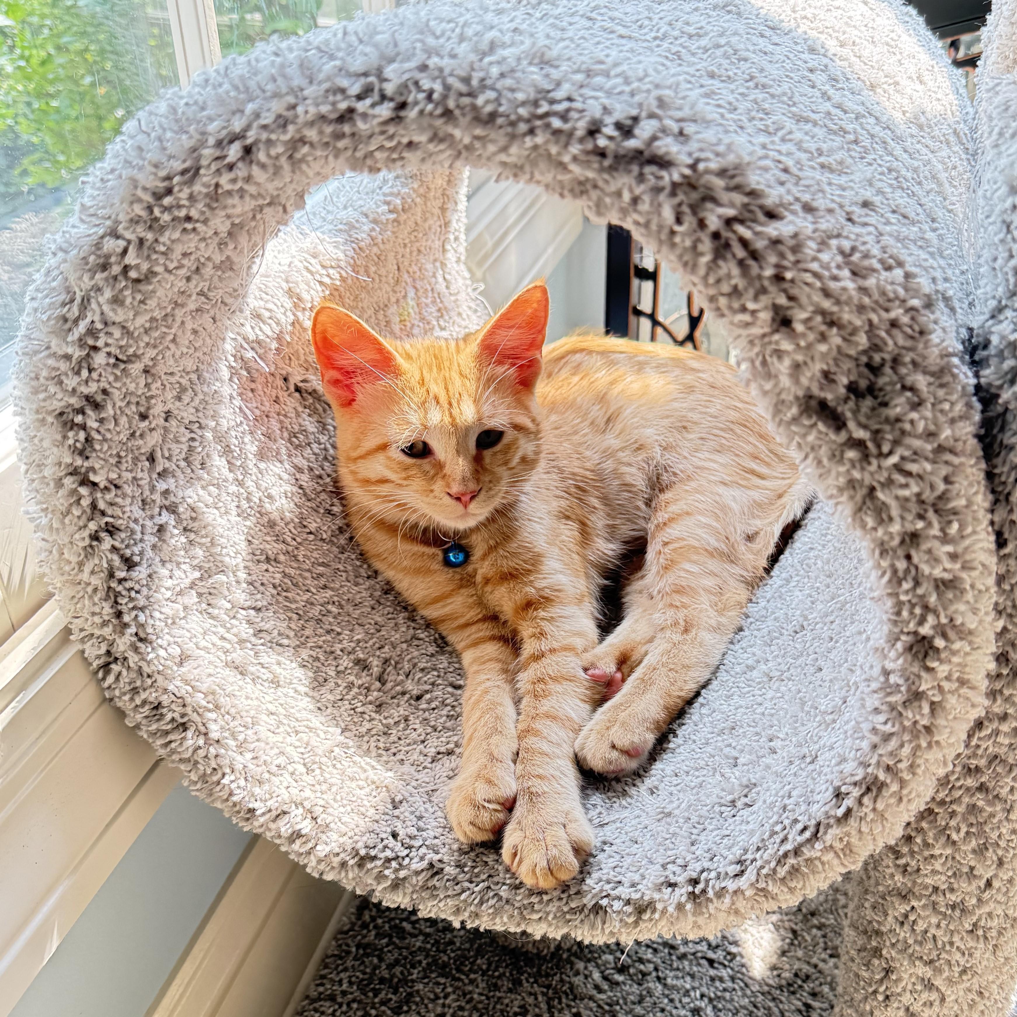 Winky, a ADOPTABLE mixed breed in Lombard, IL image 3/6