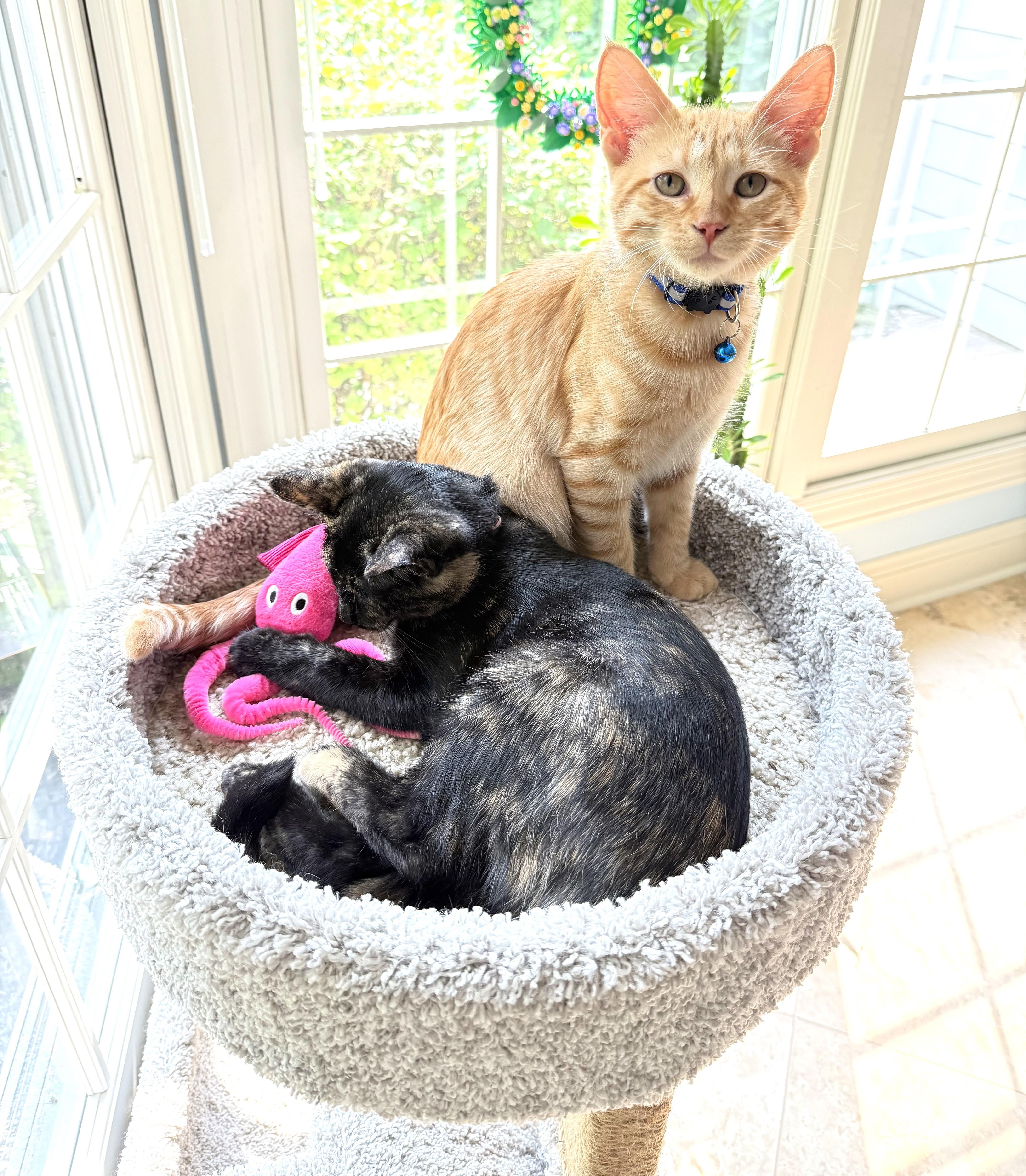 Winky, a ADOPTABLE mixed breed in Lombard, IL image 4/6