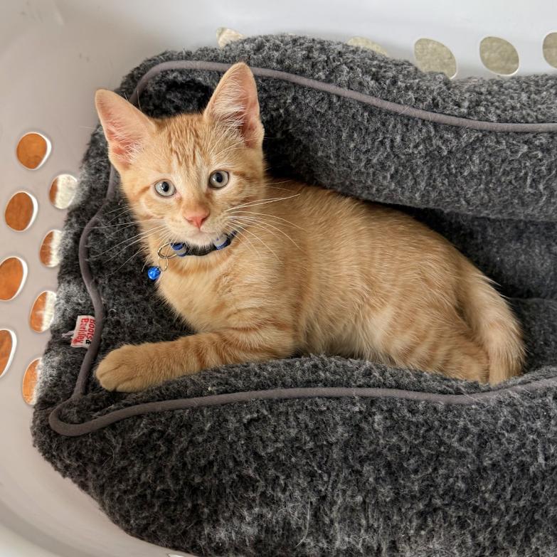 Winky, a ADOPTABLE mixed breed in Lombard, IL image 6/6