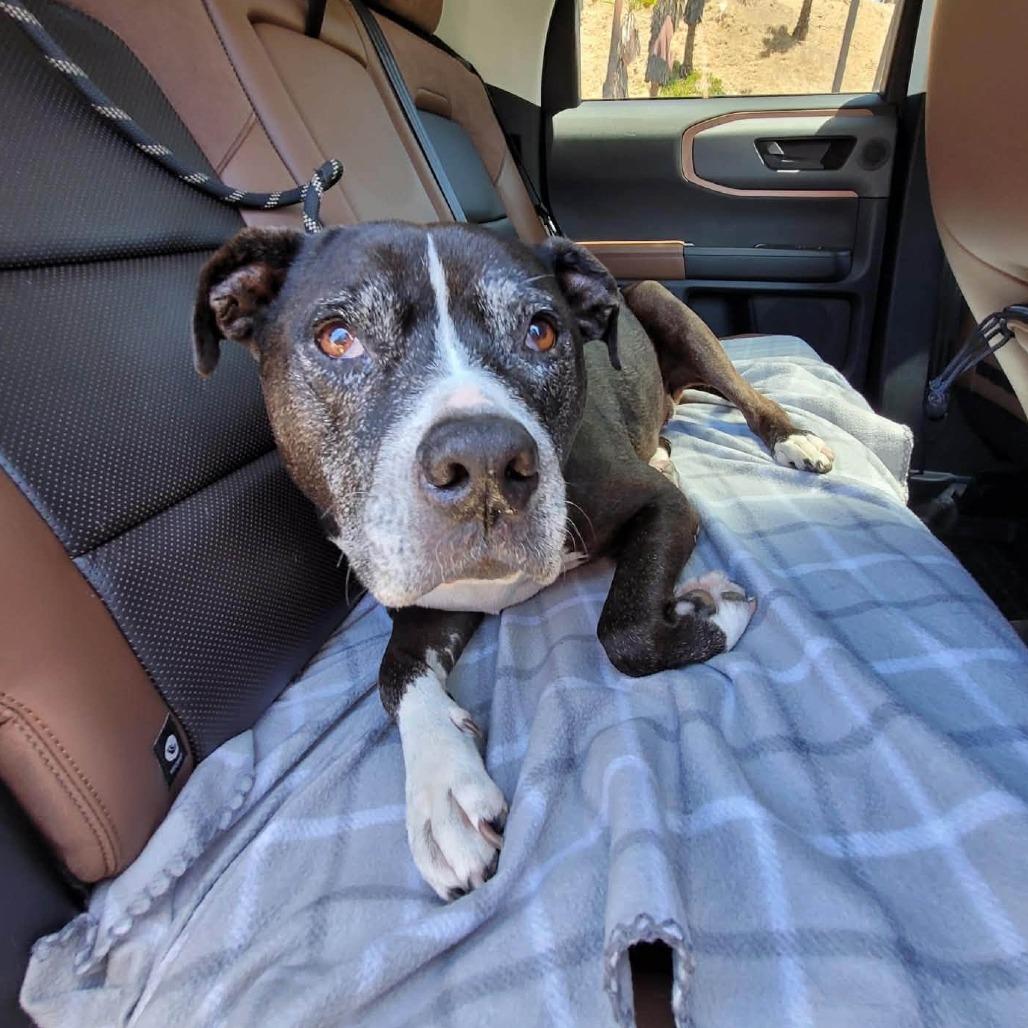 Enlarge Diamond, a Adoptable Pit Bull Terrier in Ramona, CA image 1/6
