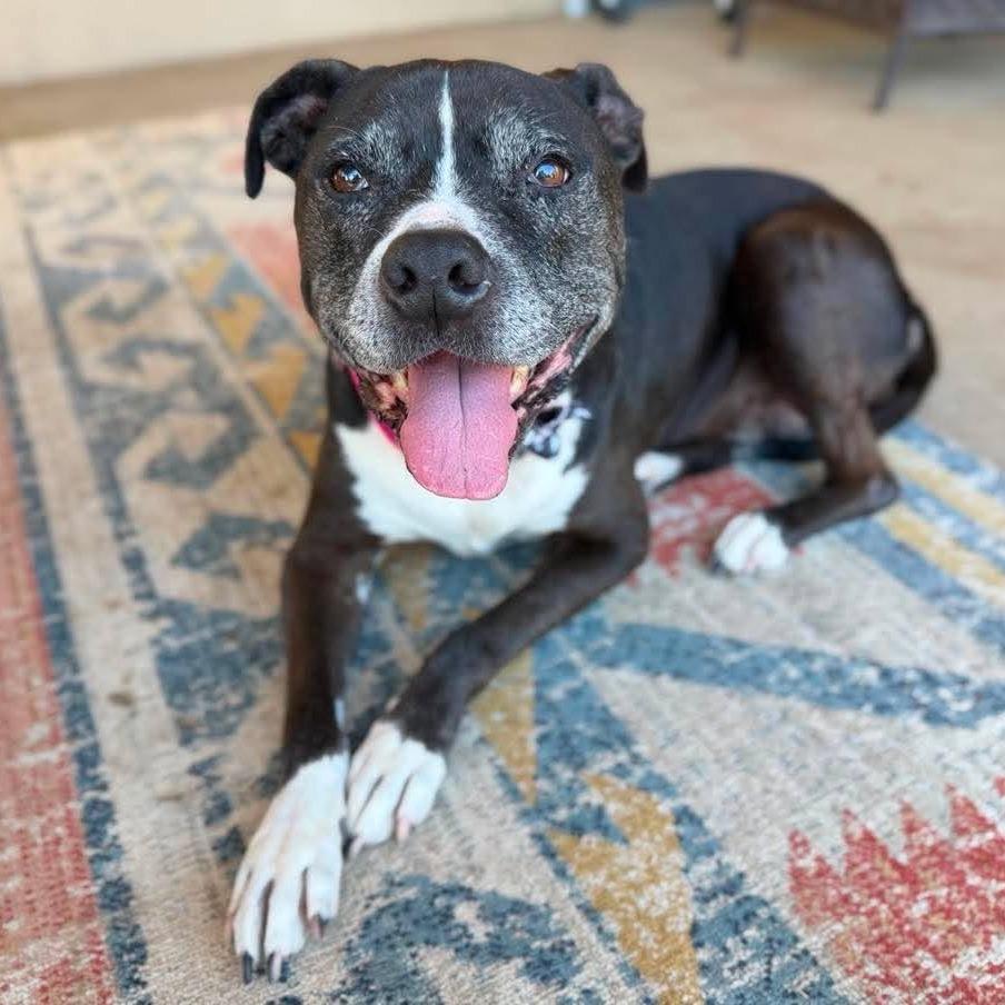 Enlarge Diamond, a Adoptable Pit Bull Terrier in Ramona, CA image 2/6