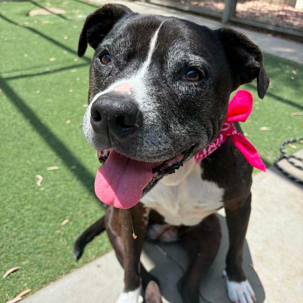 Enlarge Diamond, a Adoptable Pit Bull Terrier in Ramona, CA image 6/6