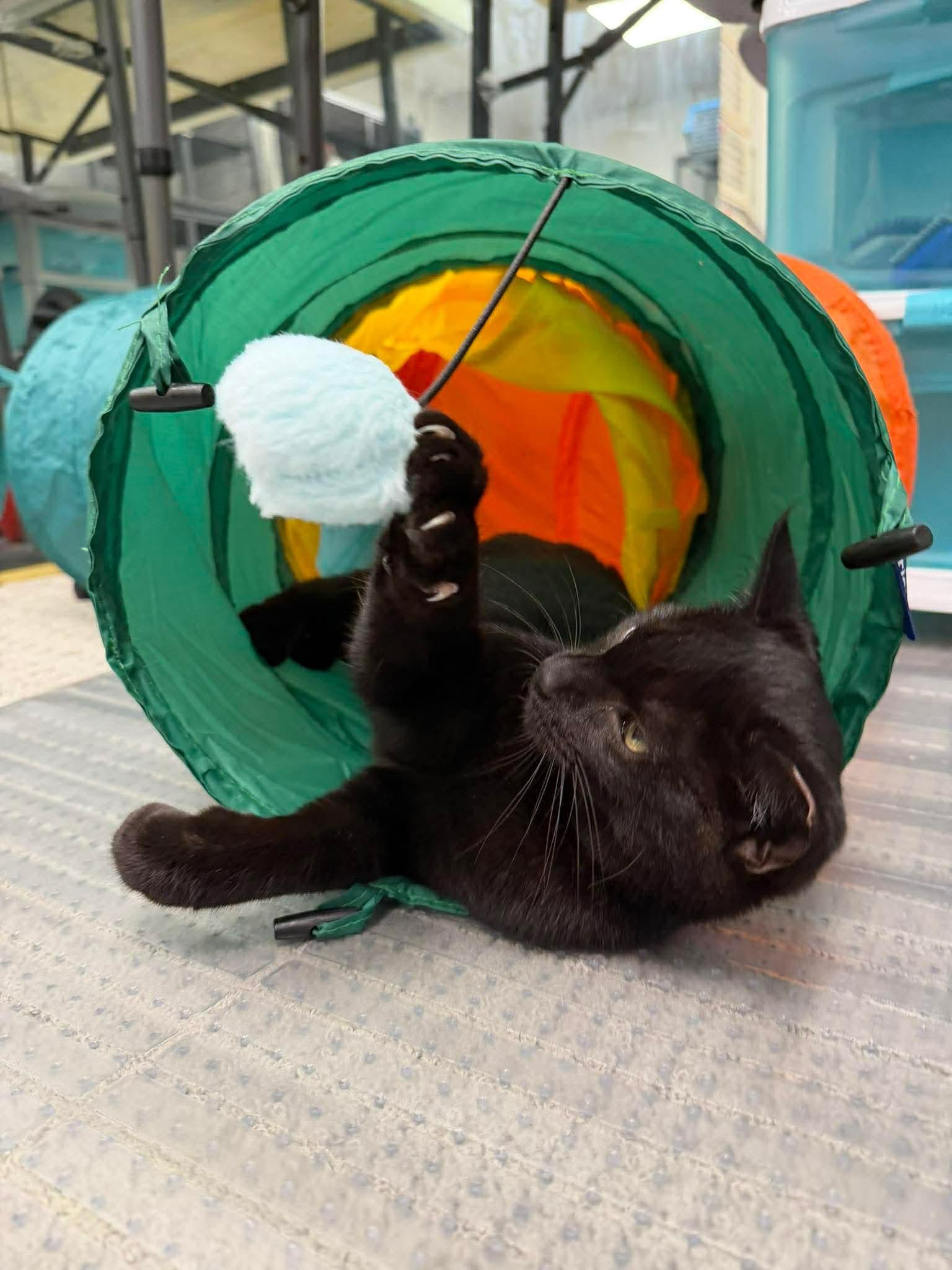 Enlarge Storm, an adopted Domestic Short Hair in Thurmont, MD image 4/5