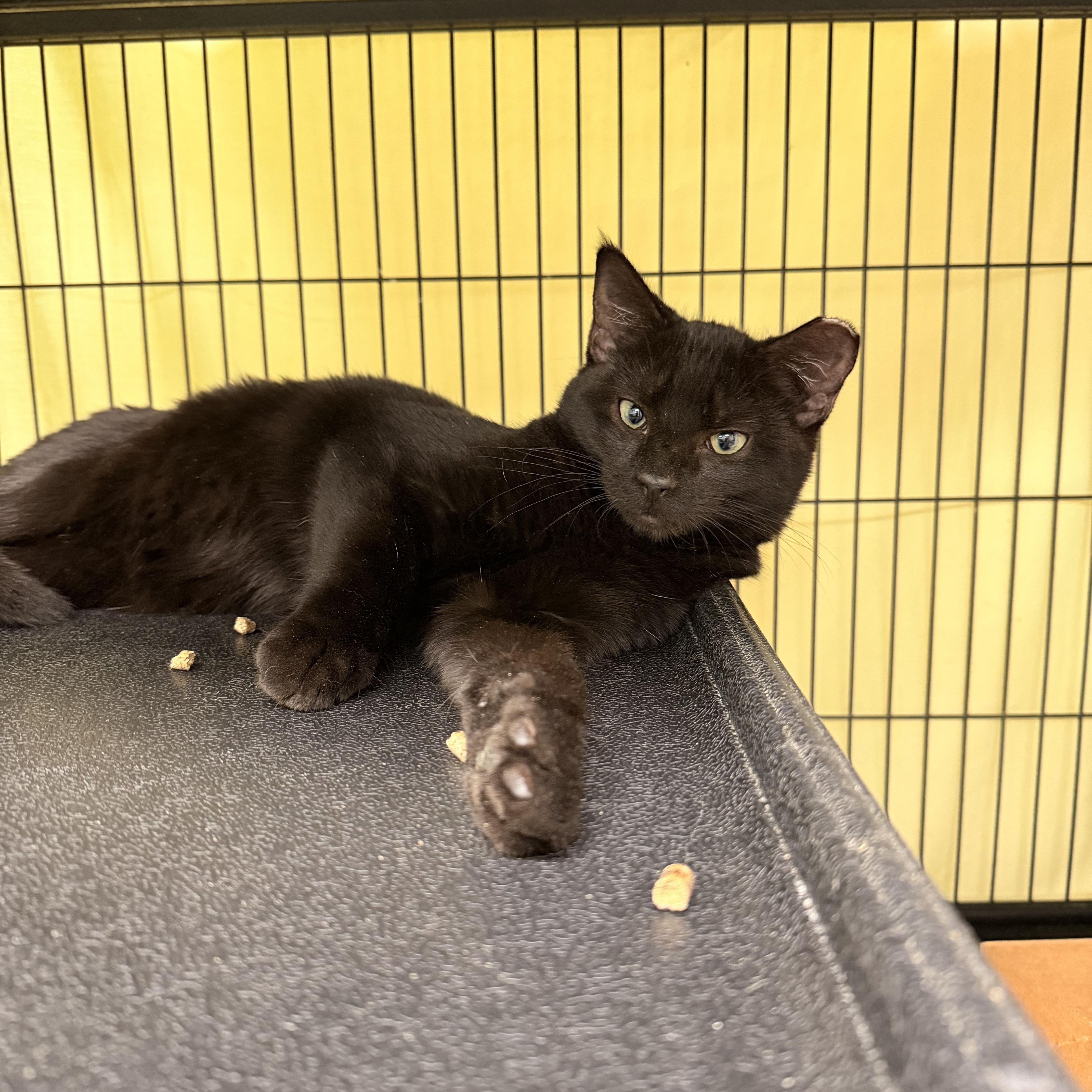 Enlarge Storm, an adopted Domestic Short Hair in Thurmont, MD image 2/5