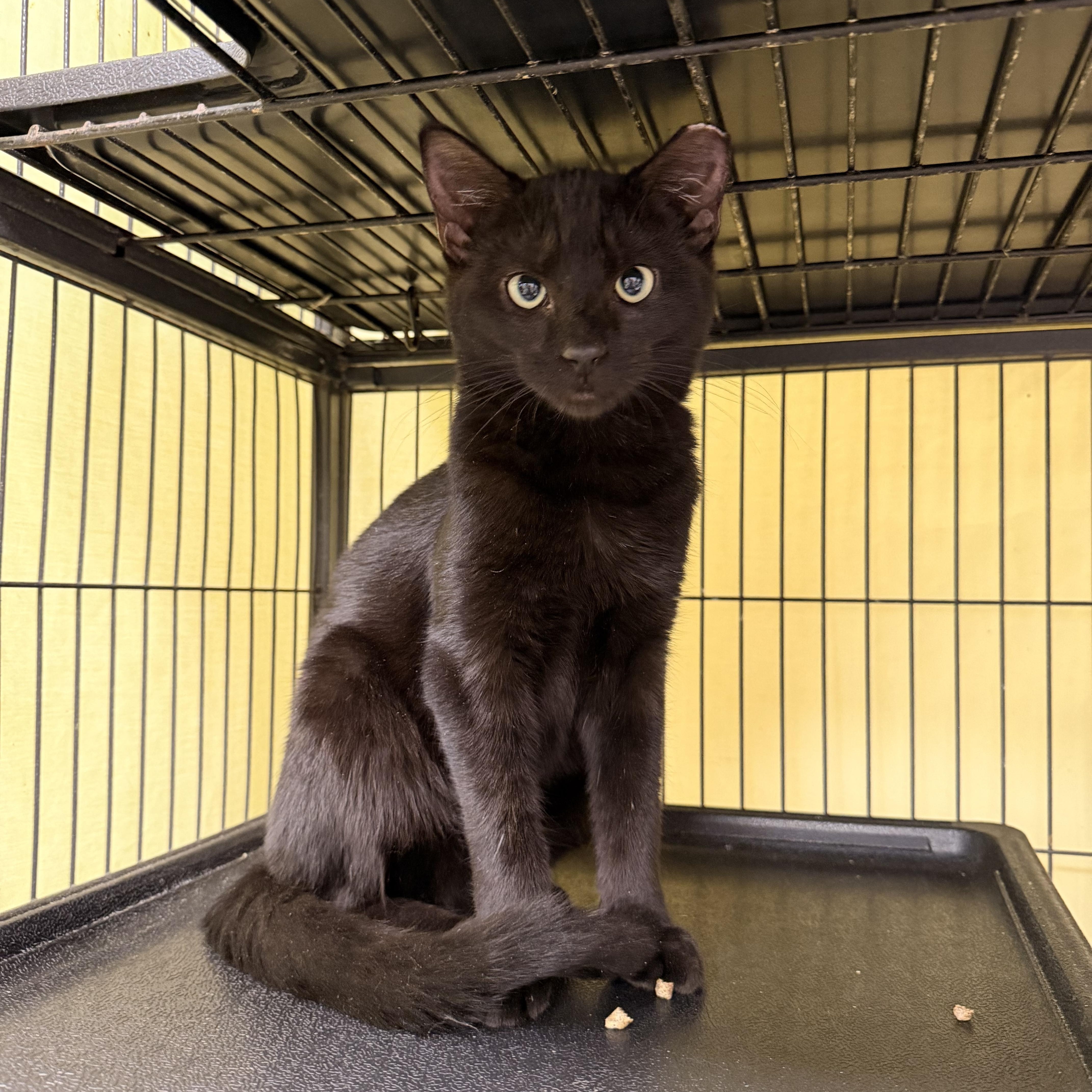 Storm, adopted, Kitten Male Domestic Short Hair.