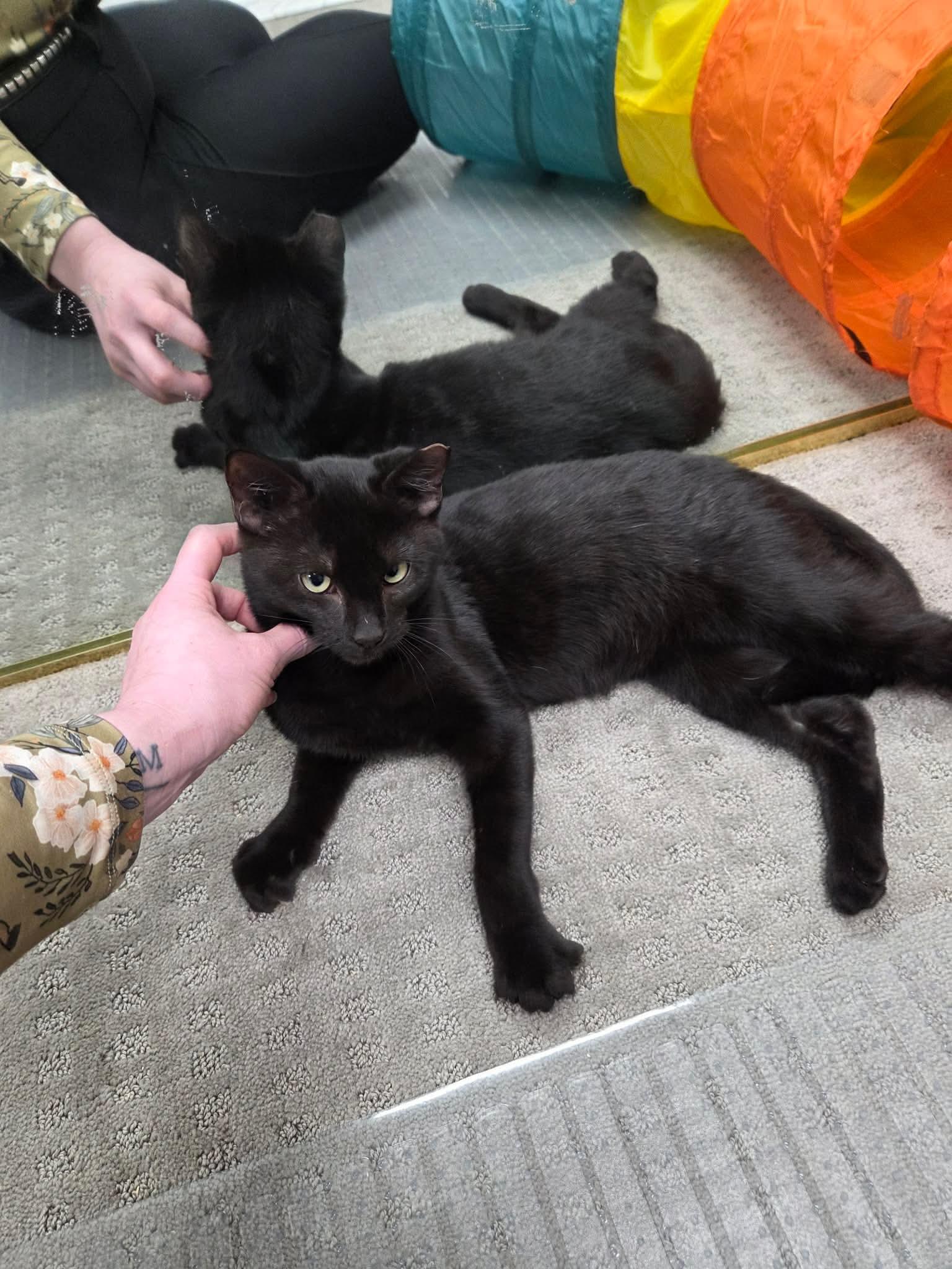 Enlarge Storm, an adopted Domestic Short Hair in Thurmont, MD image 3/5