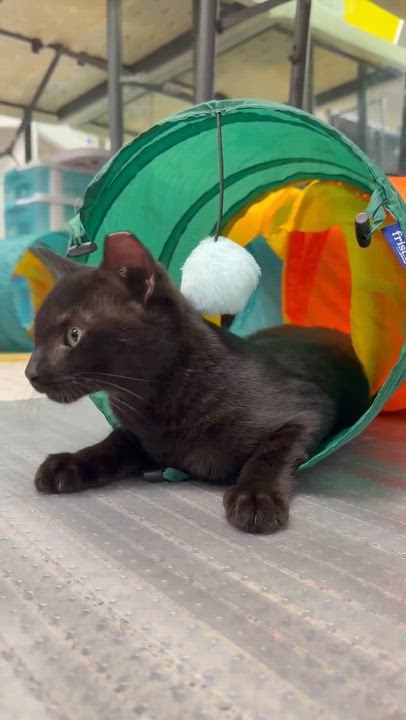 Enlarge Storm, an adopted Domestic Short Hair in Thurmont, MD video 5/5