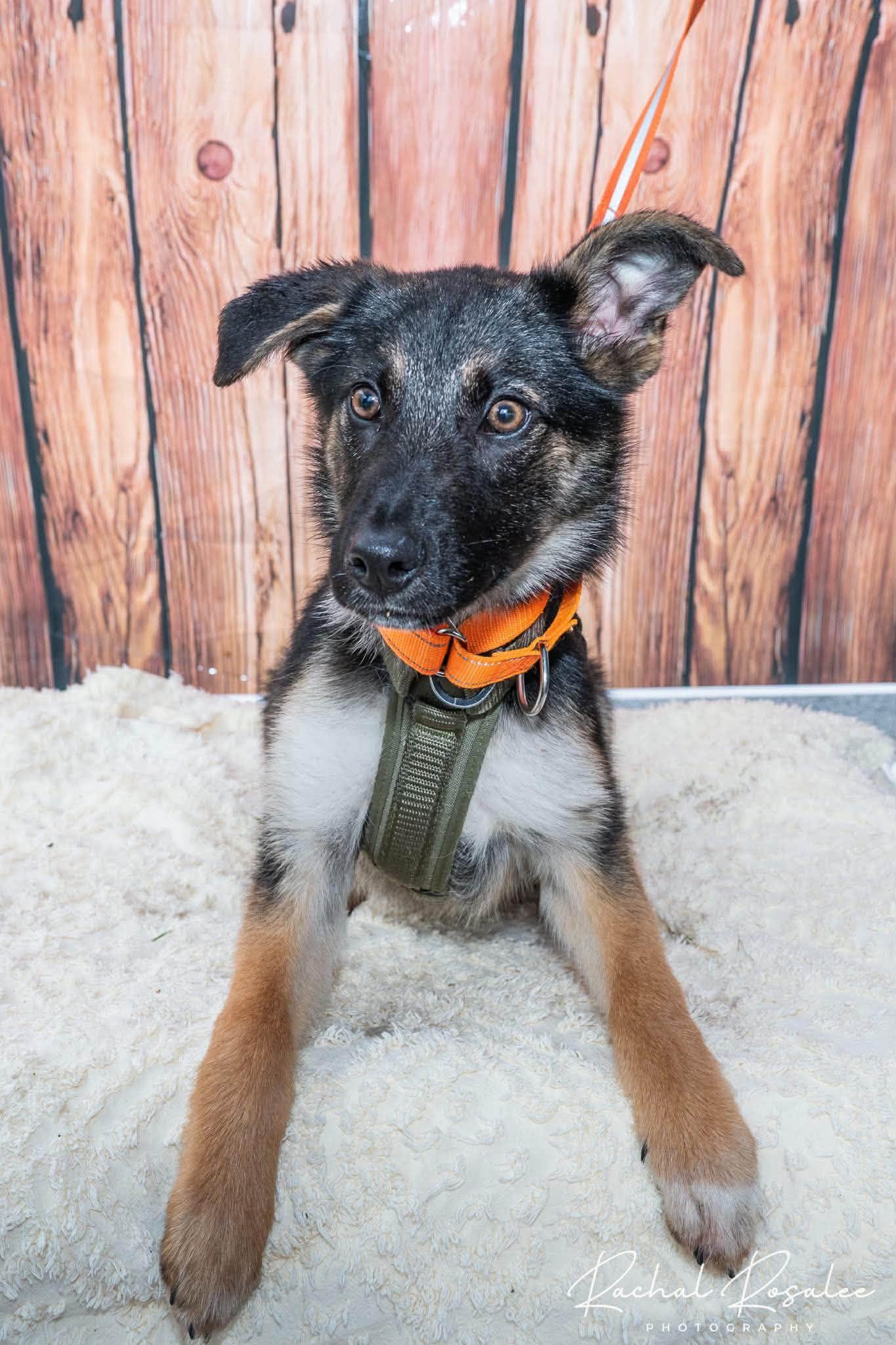 Max, an adopted mixed breed in Hornell, NY image 2/2