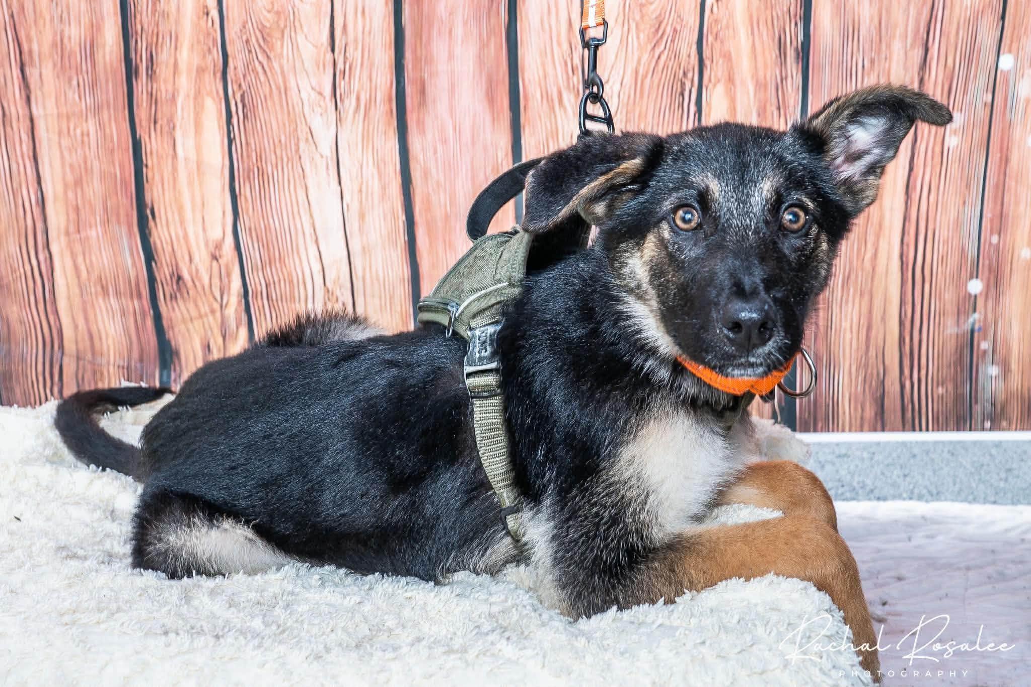 Max, adopted, Young Male German Shepherd Dog.