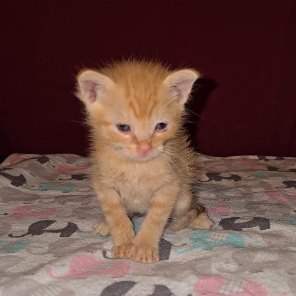 ROCKET RACOON, Adopted, Young Male Tabby.